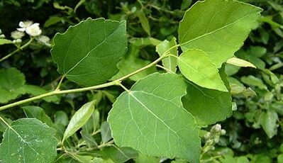 Aspen za liječenje kroničnog prostatitisa