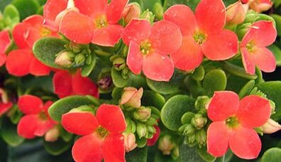 Kalanchoe za liječenje kroničnog prostatitisa