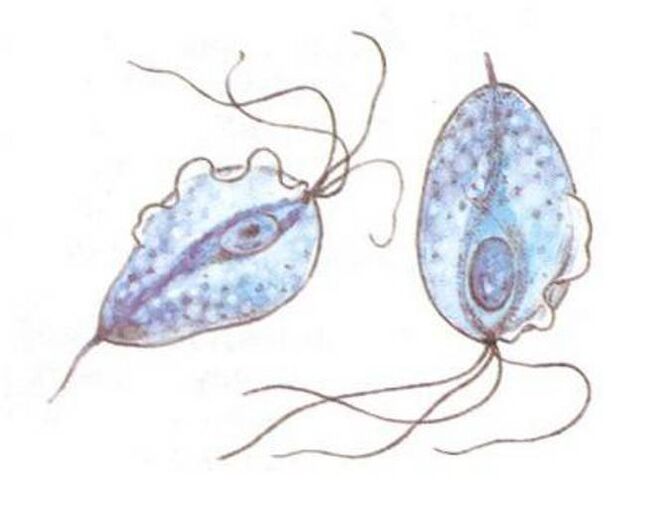 Trichomonas uzročnici prostatitisa